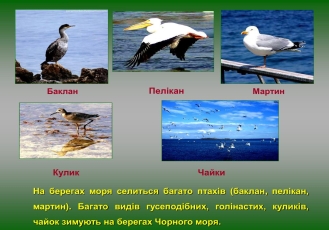 PPT - Водойми України Моря PowerPoint Presentation, free download -  ID:5875495